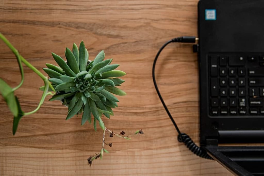 Plantas y texturas